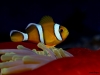 clownfish-copyright-eugene-vitry