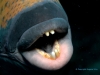 the-titan-triggerfish-showing-its-teeth-copyright-eugene-vitry