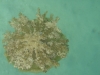 mangroves-upside-down-jellyfish-seen-from-the-tentacles