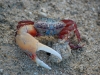the-fiddler-crab-displaying-its-claw-and-beautiful-colors