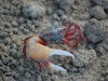 the-fiddler-crab-with-its-big-claw