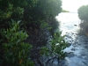 threats-to-mangroves-an-oil-spill-from-a-local-factory-here