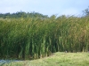 these-plants-are-common-in-wetlands