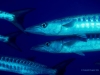 barracudas-up-close-copyright-eugene-vitry