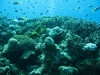 coral-reef-seascape-copyright-eugene-vitry