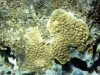 encrusting-corals