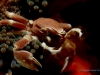 porcelaine-crab-copyright-eugene-vitry