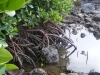 mangrove-roots