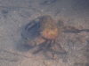 mud-crab-or-krab-kale-as-commonly-known-in-mauritius