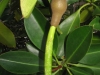 rhizophora-mucronata-fruit-and-seed