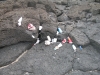 human-impacts-rubbish-on-the-rocky-shores