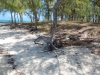beach-erosion-leaving-trees-roots-up-in-the-air